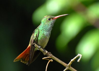 Rufous-tailed Hummingbird, San Pedro, Costa Rica, 10/26/2008