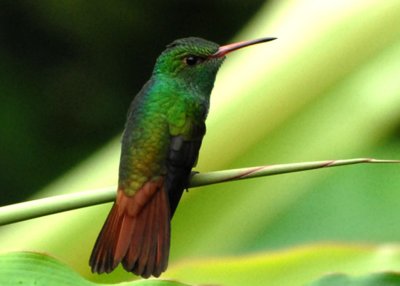 Rufous-tailed Hummingbird, Selva Bananito, 11/01/2008