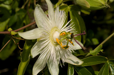Sideview of the Passion Flower.jpg