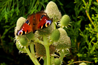 Red Admiral in the garden.jpg