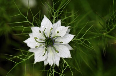 Nigella - Love In a Mist