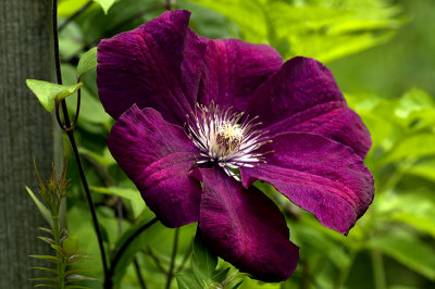 Clematis