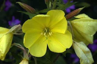 Evening Primrose.jpg