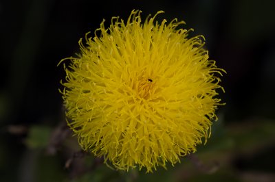 Eryngium family.jpg