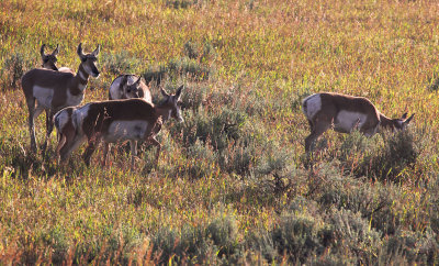 Pronghorn Antelope, Lamar Valley