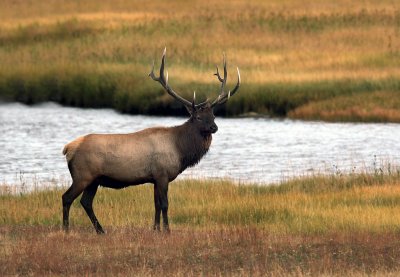 Elk - near Madison
