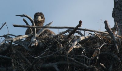 eagle chick