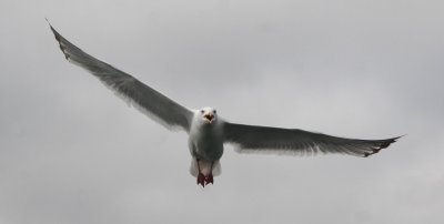 herring gull
