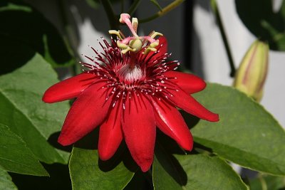 Passiflora 'Sherry' seems to love the cooler weather!  It has fully two dozen flowers!