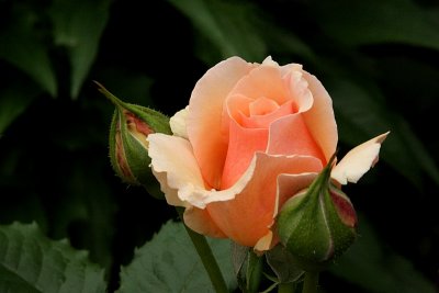 Rose Fragrant Apricot