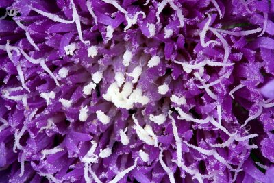 Stokesia