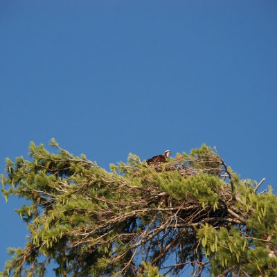 The Osprey Nest