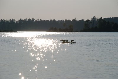 DSC_0950.jpg