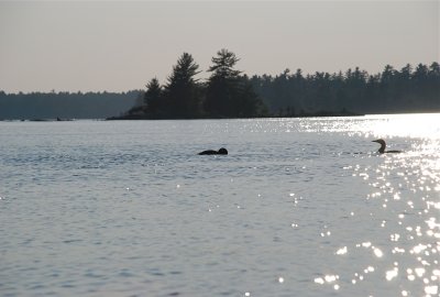 DSC_0981.jpg