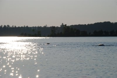 DSC_0995.jpg