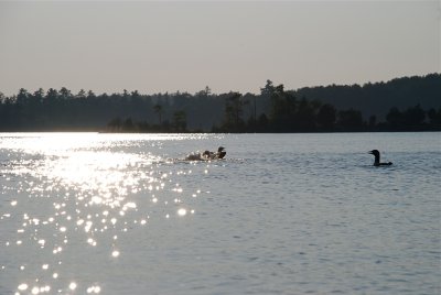 DSC_1000.jpg