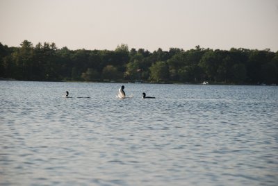 DSC_1084.jpg