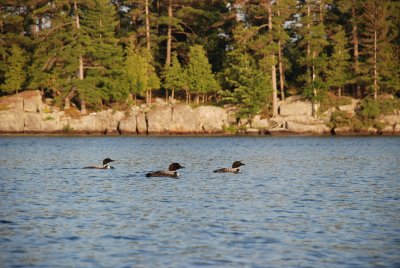 DSC_1233.jpg