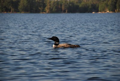 Loon Mating Dance