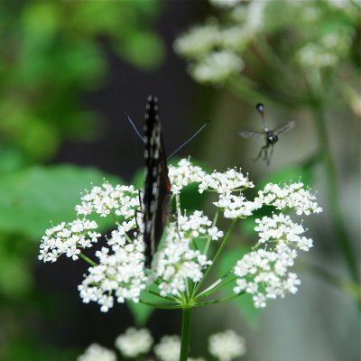 DSC_9801.jpg