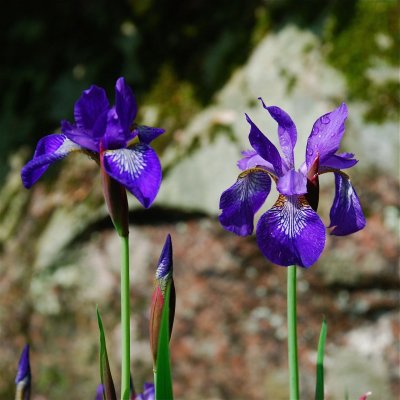 DSC_9377.jpg