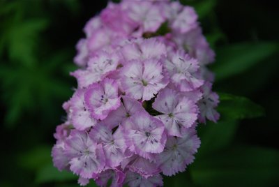 DSC_9635.jpg