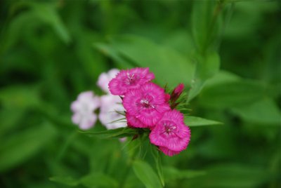 DSC_9636.jpg