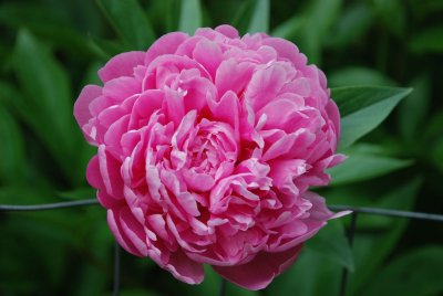 DSC_9637.jpg