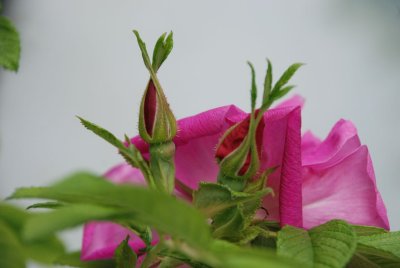 DSC_9650.jpg