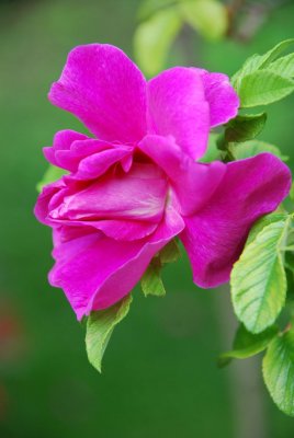DSC_9657.jpg