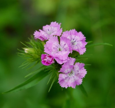 DSC_9698.jpg