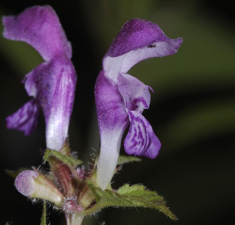 Lamium maculatum. Close-up of a different type.