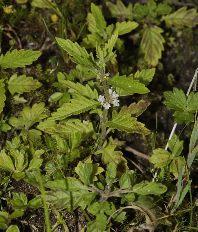 Lycopus europaeus.