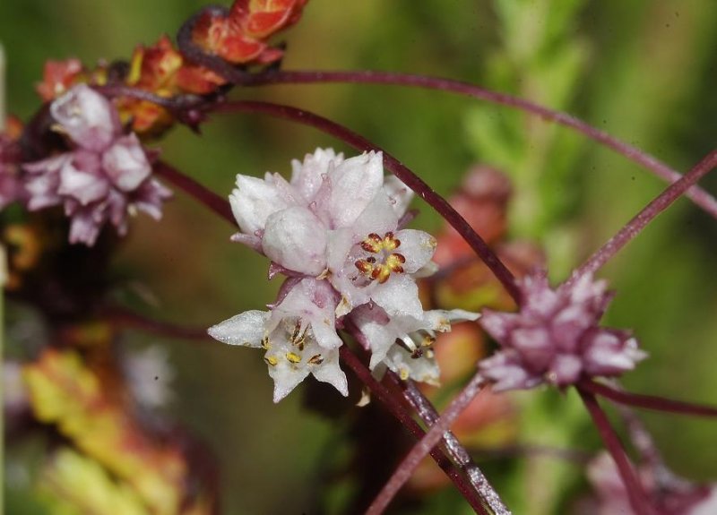Cuscuta epithymum close-up