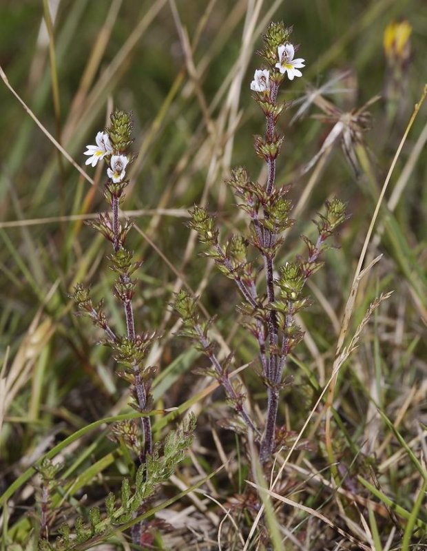 Euphrasia micrantha.