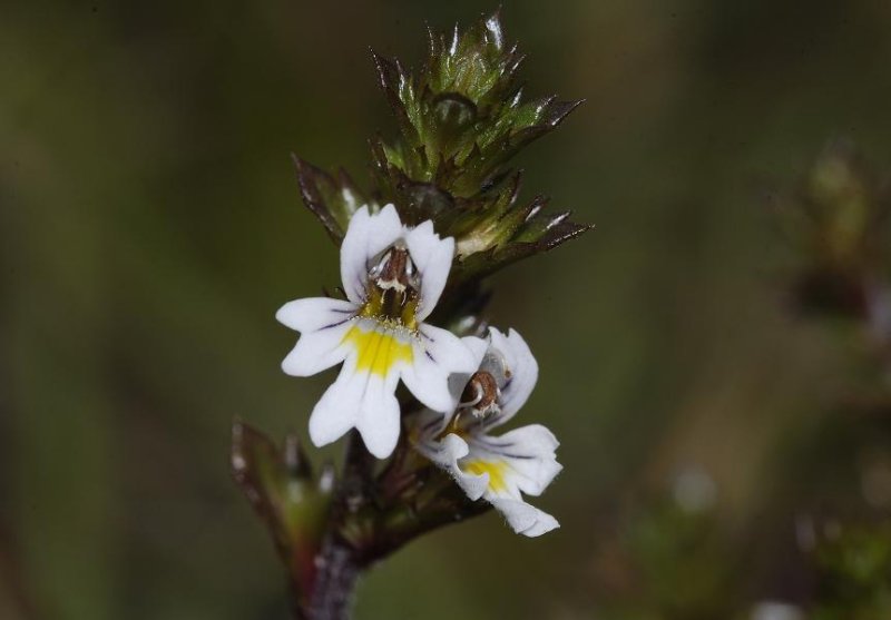Euphrasia micrantha. Close-up.