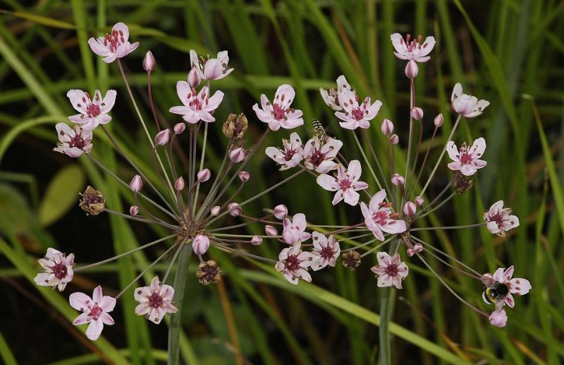 Butomus umbellatus. Closer.