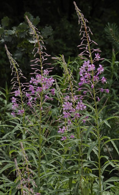 Chamerion angustifolium.
