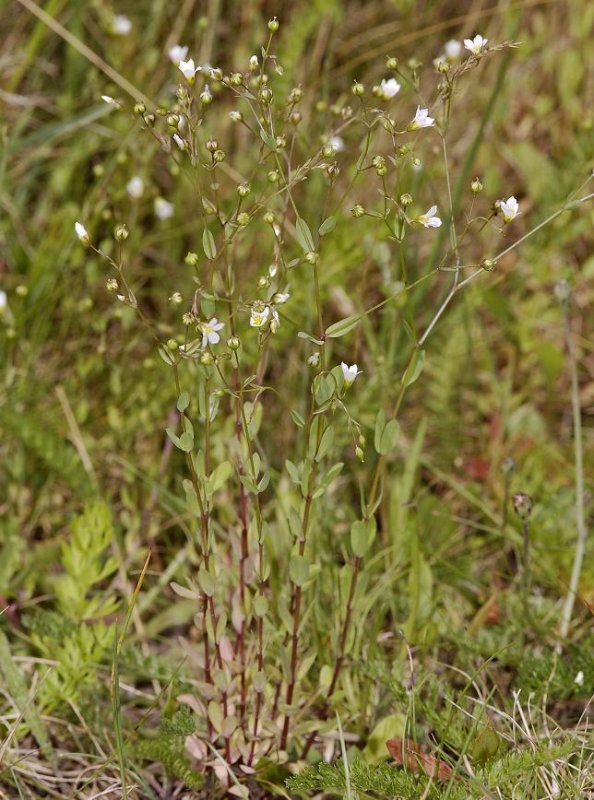 Linum catharticum. Plant.