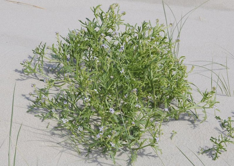 Cakile maritima.