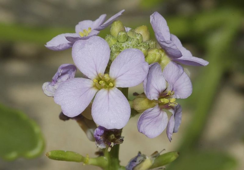 Cakile maritima Close-up.