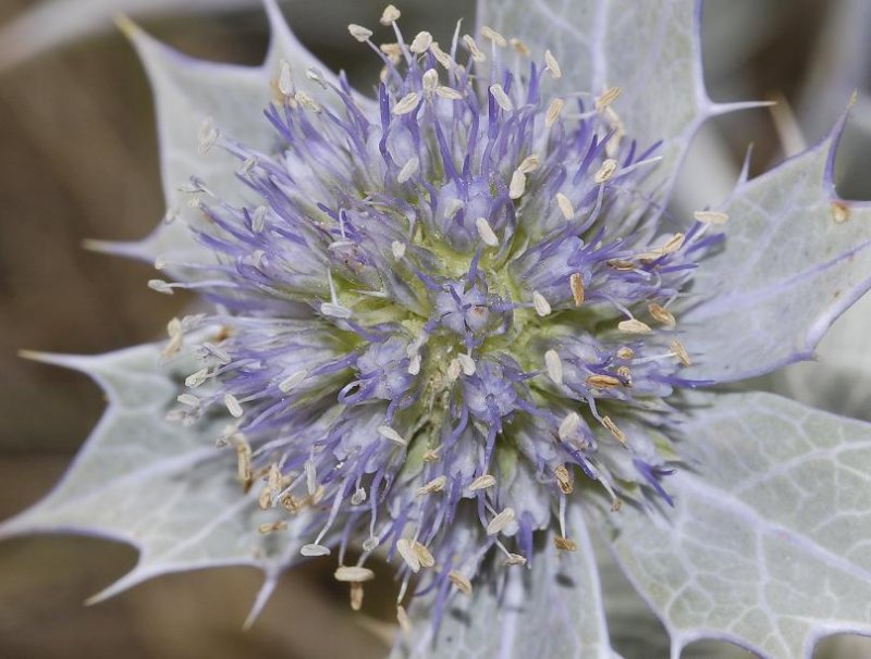 Eryngium maritimum flowerhead close-up.