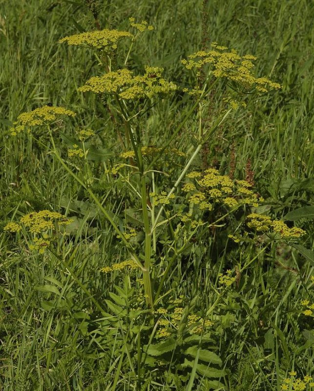 Pastinaca sativa.