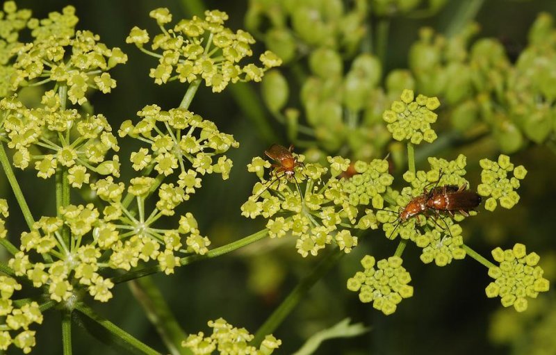 Pastinaca sativa close-up.