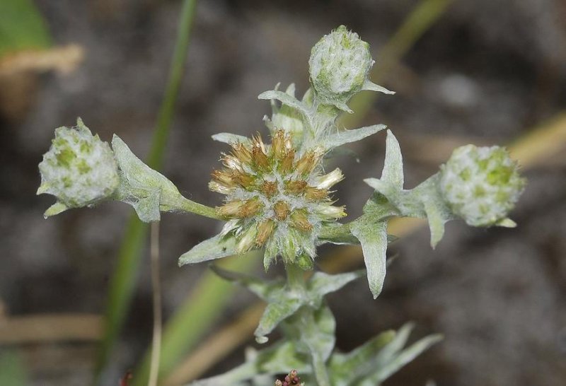 Filago vulgaris close-up.