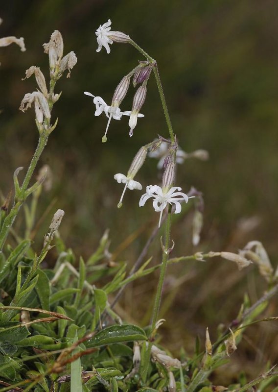 Silene nutans