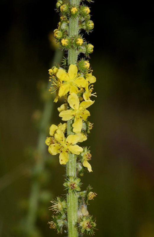 Agrimonia eupatoria.