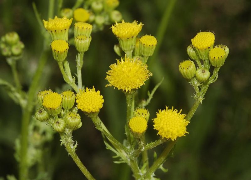 Jacobea vulgaris subsp. dunensis