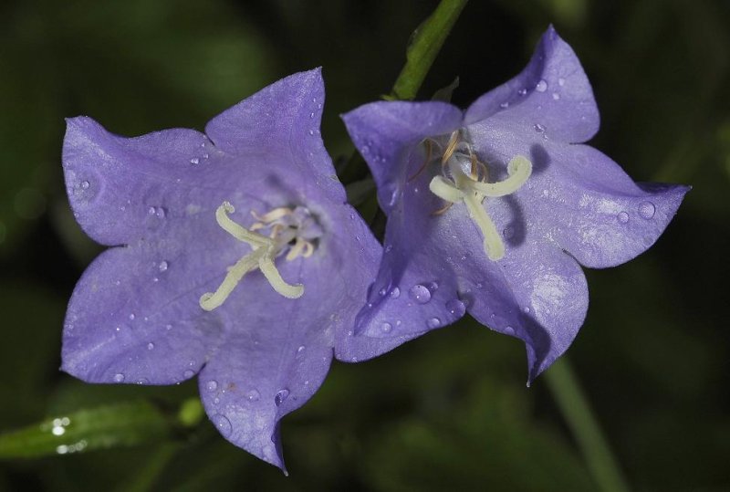 Campanula persicifolia.