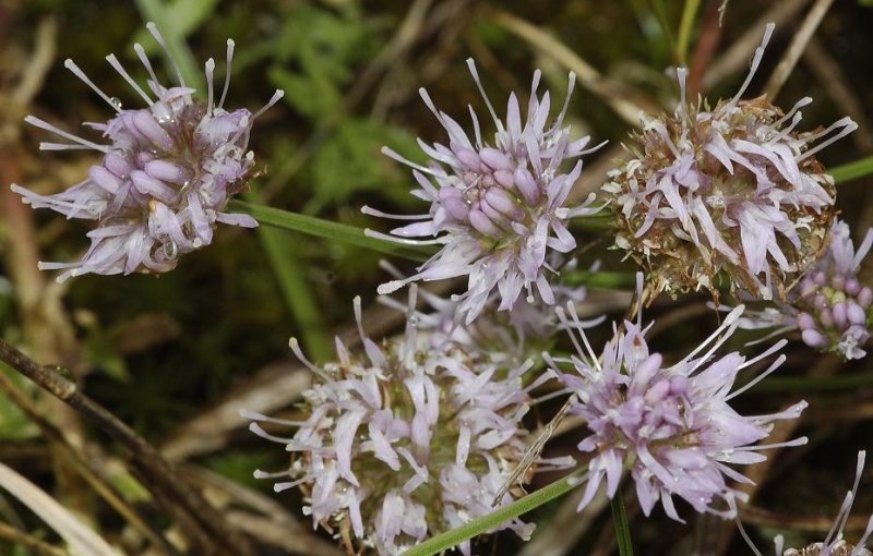 Jasione montana. Lilac form.